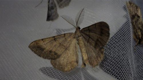 Réf. 273 146 : Selidosema brunnearia
